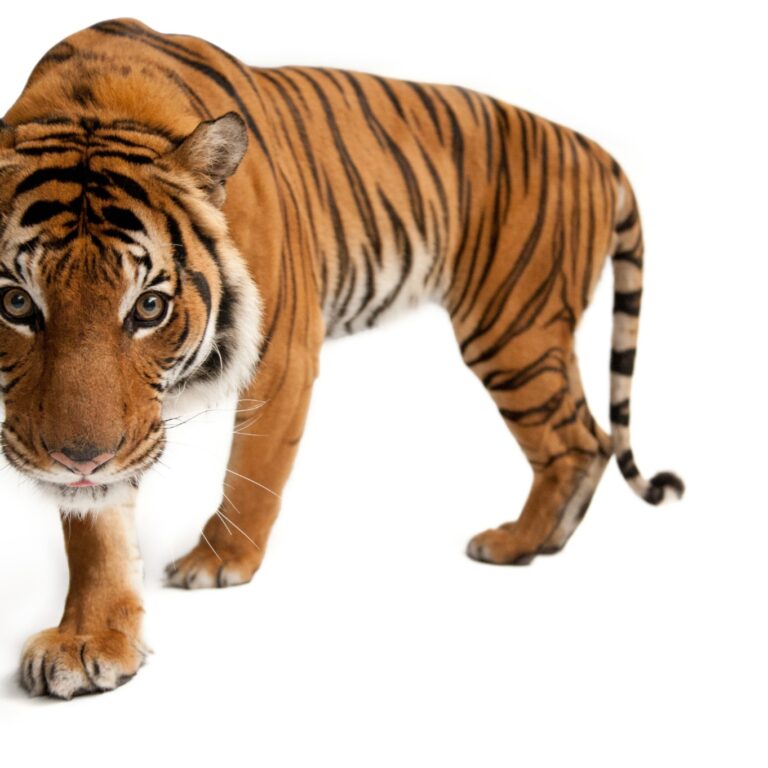 Exposições em Lisboa para visitar em família