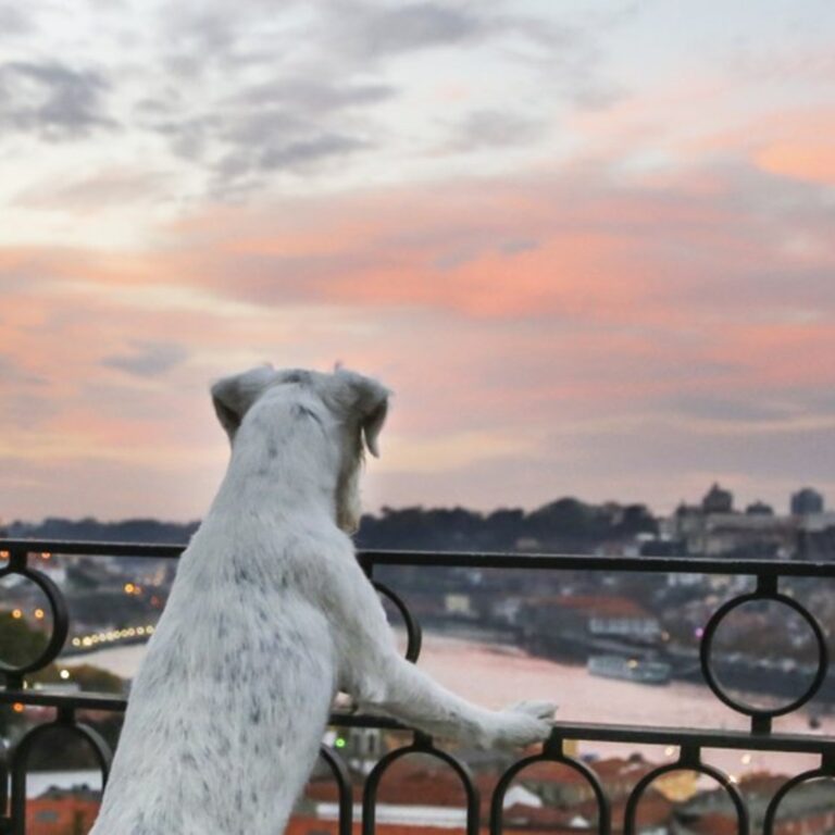 De férias com toda a família: hotéis que aceitam animais | Unibanco