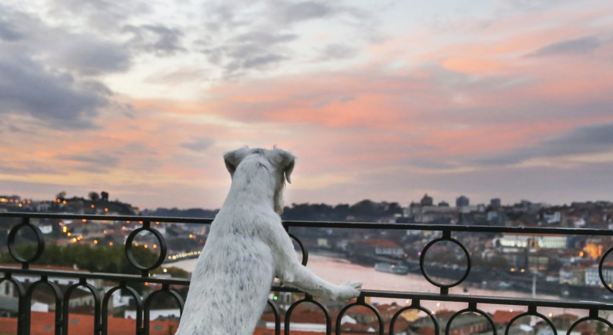 De férias com toda a família: hotéis que aceitam animais | Unibanco