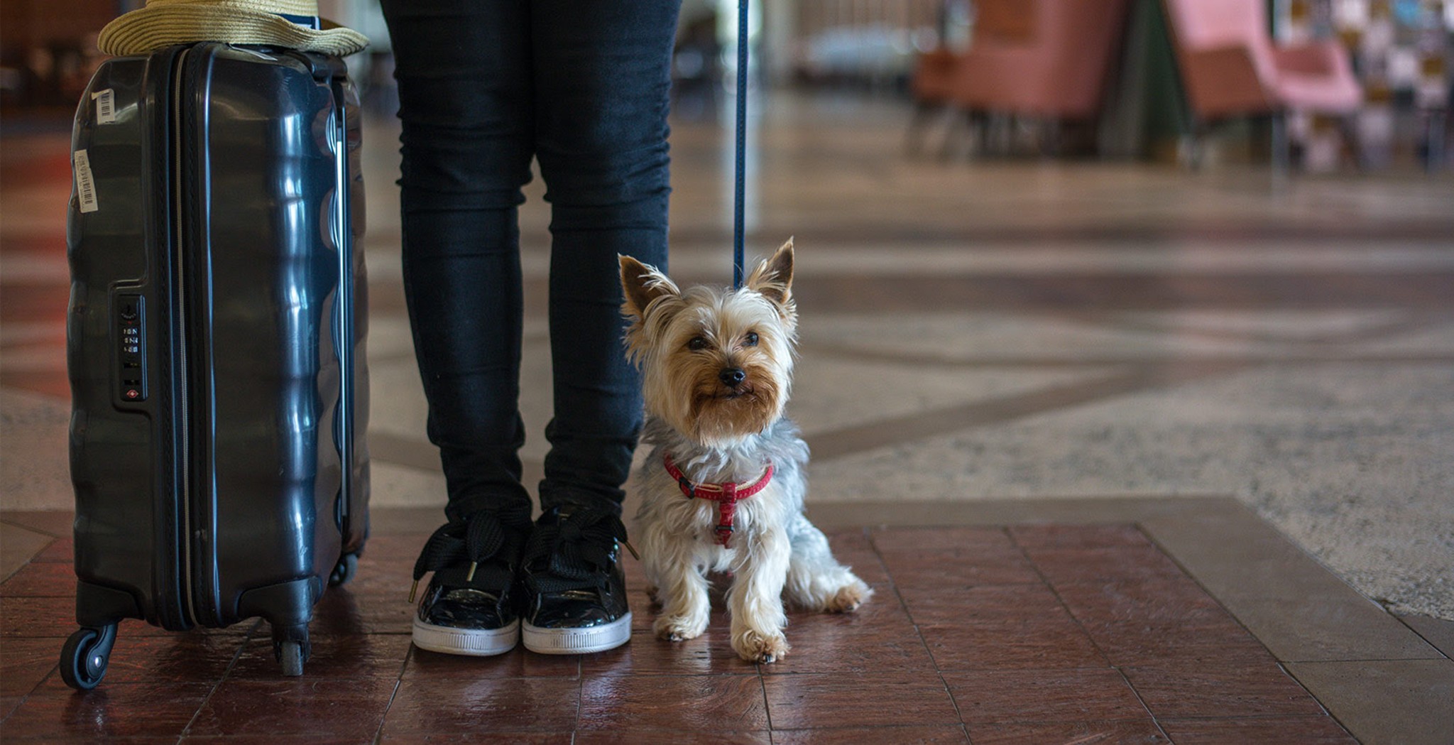 De férias com toda a família: hotéis que aceitam animais | Unibanco