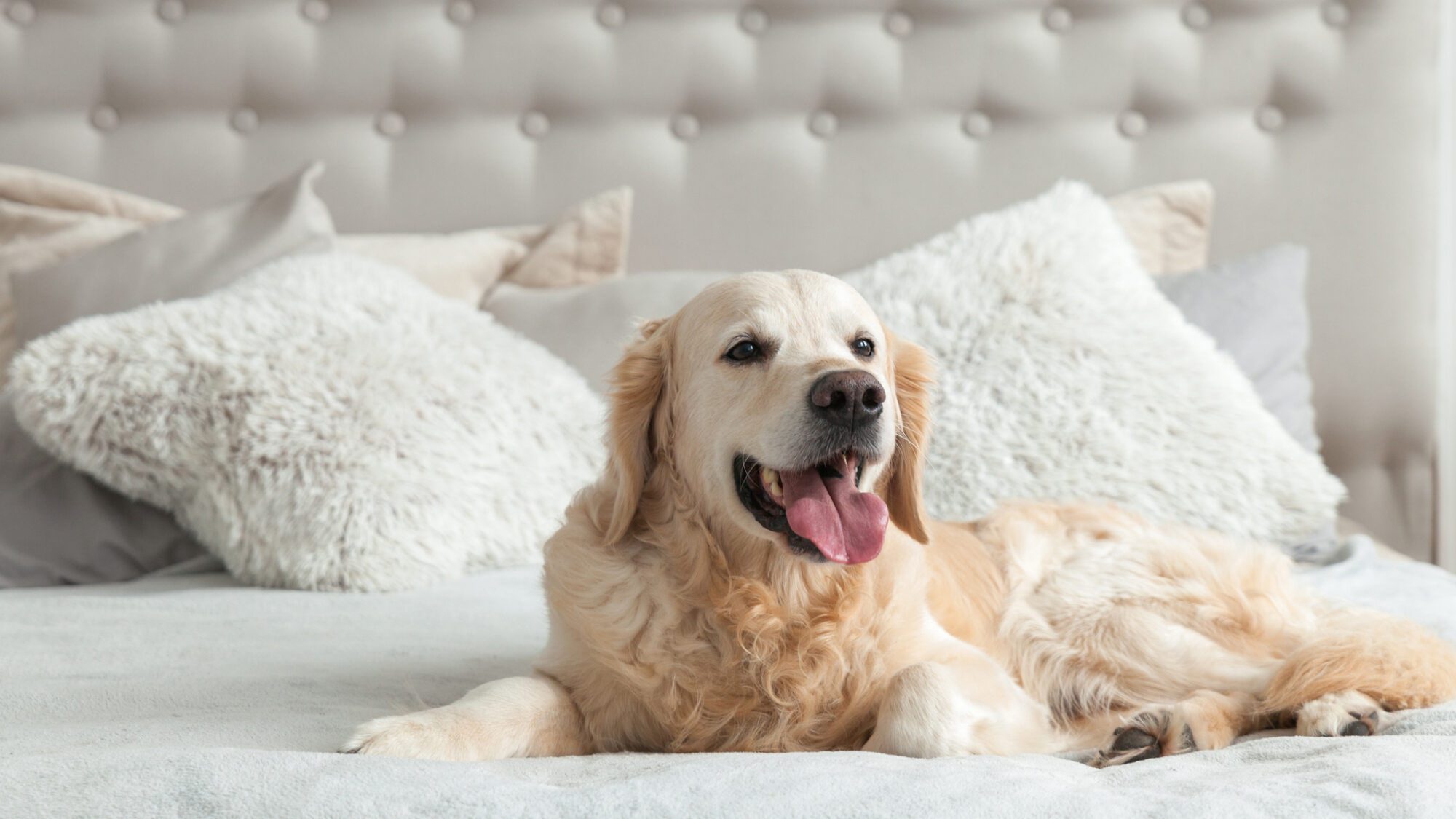De férias com toda a família: hotéis que aceitam animais