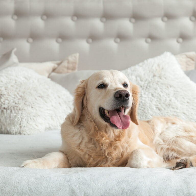 De férias com toda a família: hotéis que aceitam animais
