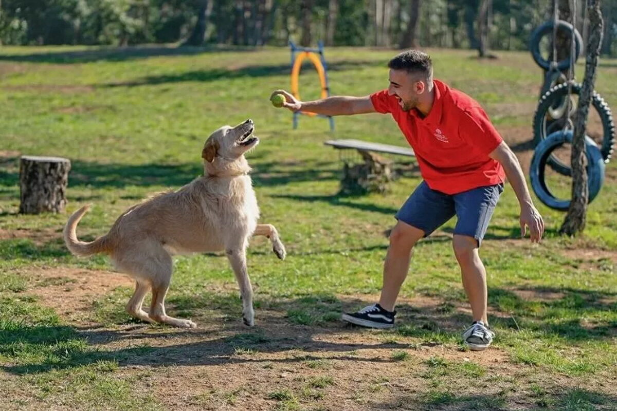 Animais de estimação: este verão, não fica ninguém em casa | Unibanco