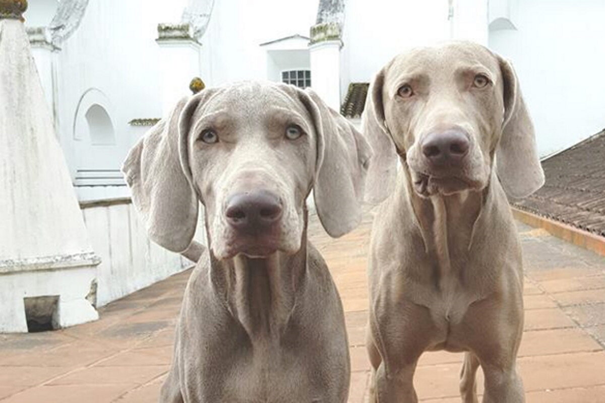 Animais de estimação: este verão, não fica ninguém em casa | Unibanco