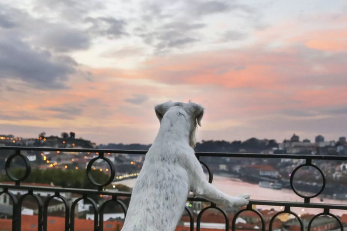 Animais de estimação: este verão, não fica ninguém em casa | Unibanco