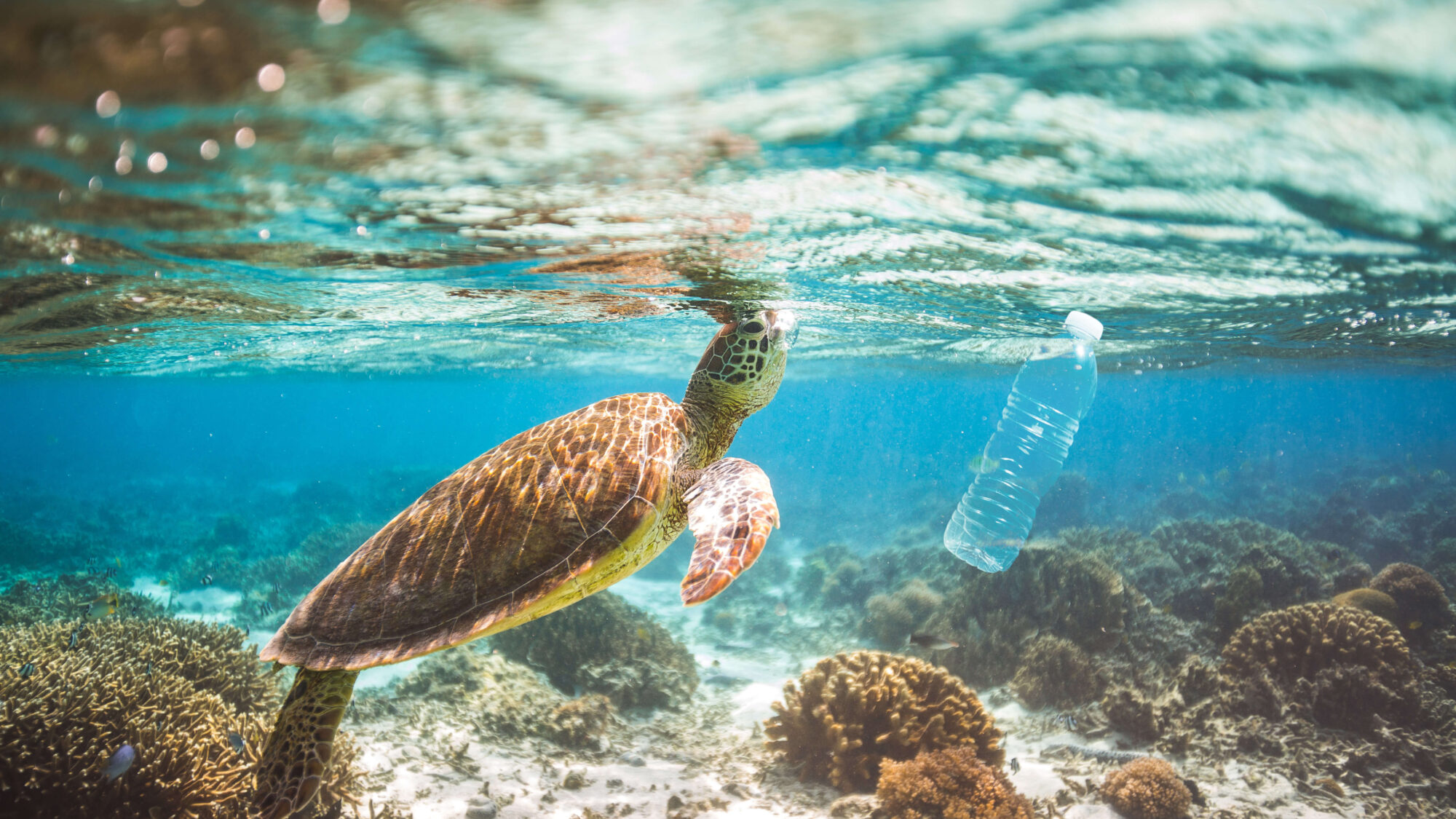 Quiz: sabe o que pode fazer para ajudar a salvar os oceanos?