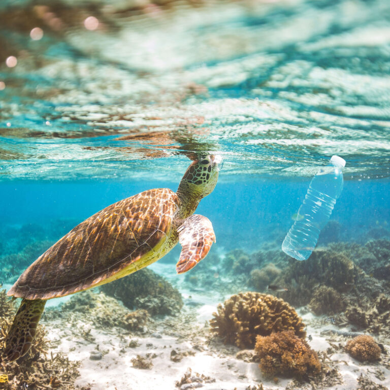 Quiz: sabe o que pode fazer para ajudar a salvar os oceanos?