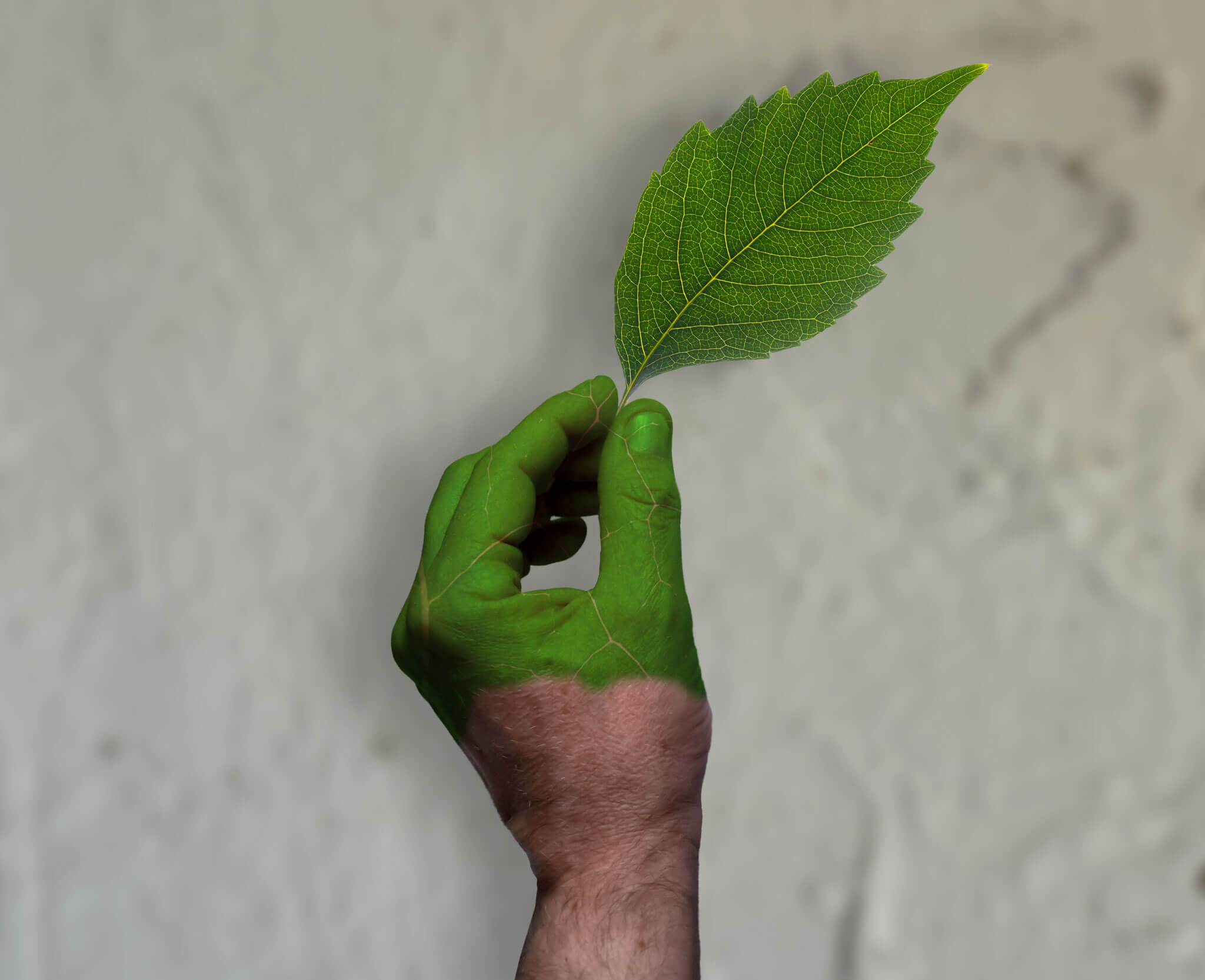 Hand holding leaf