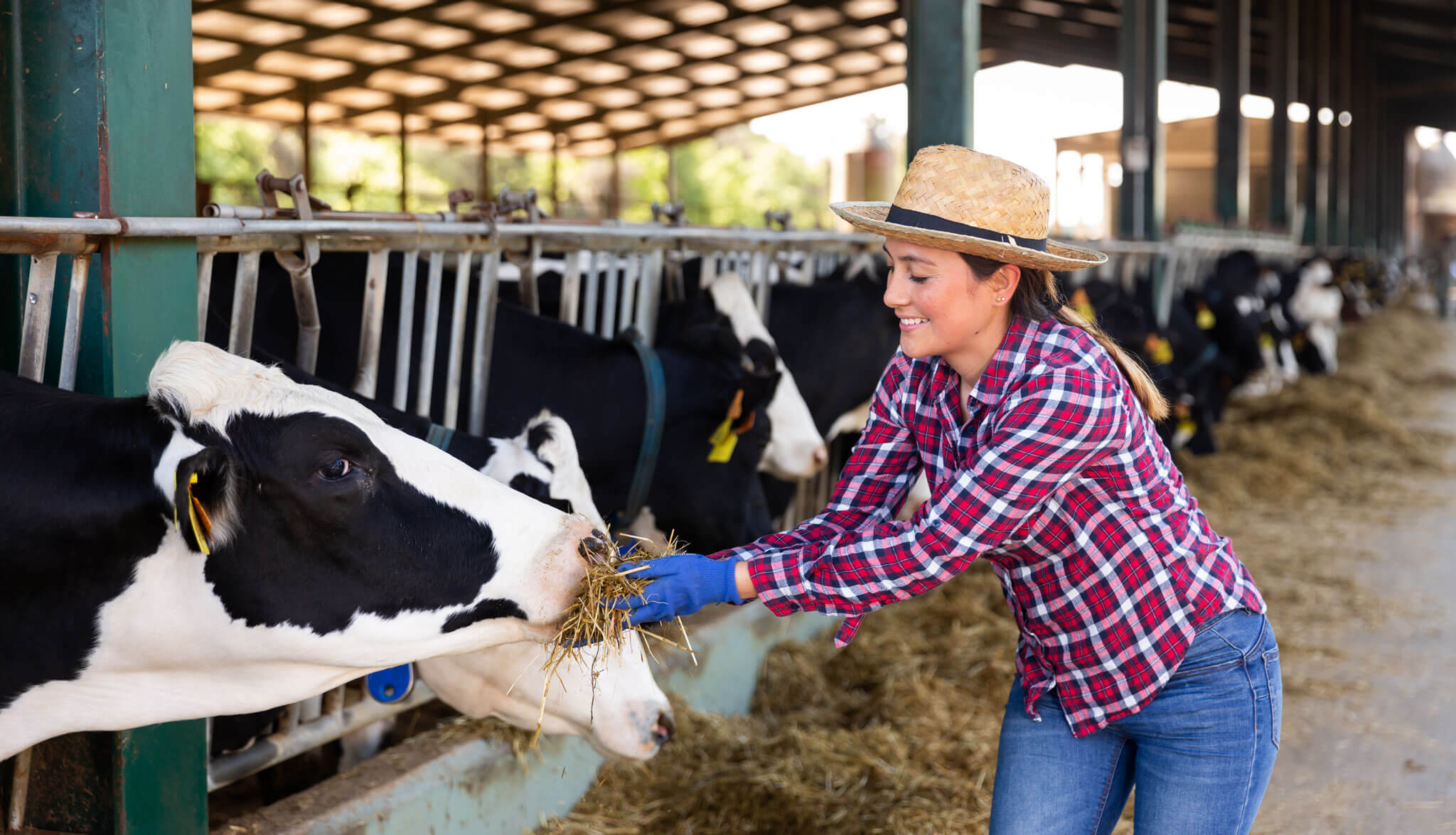 Woman feeding farm cows