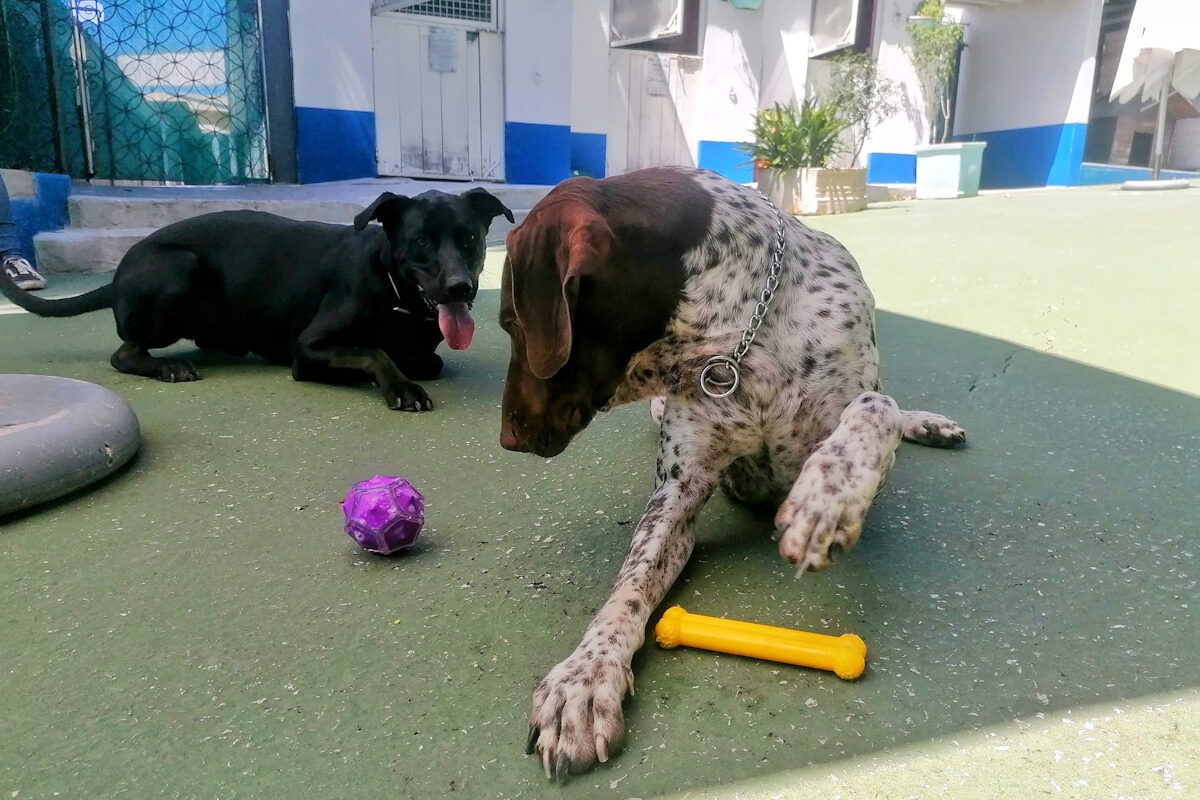 11 hotéis onde pode deixar os seus animais de estimação | Unibanco