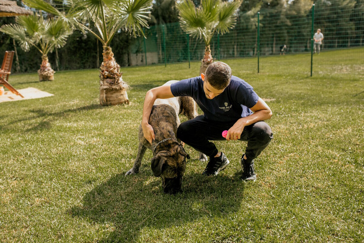 11 hotéis onde pode deixar os seus animais de estimação | Unibanco