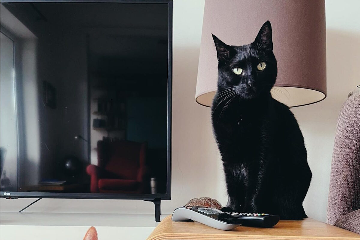 11 hotéis onde pode deixar os seus animais de estimação | Unibanco